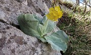 48 La bellissima Primula Orecchia d'Orso...